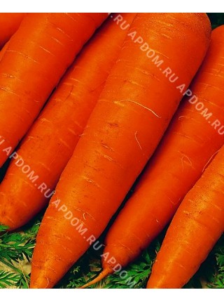 Морковь Красный Великан