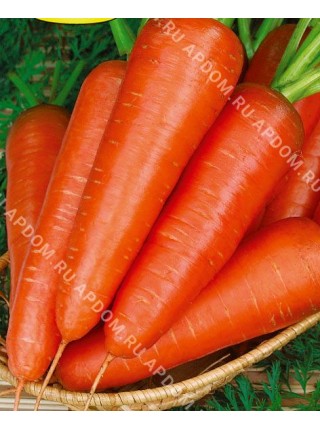 Морковь Курода